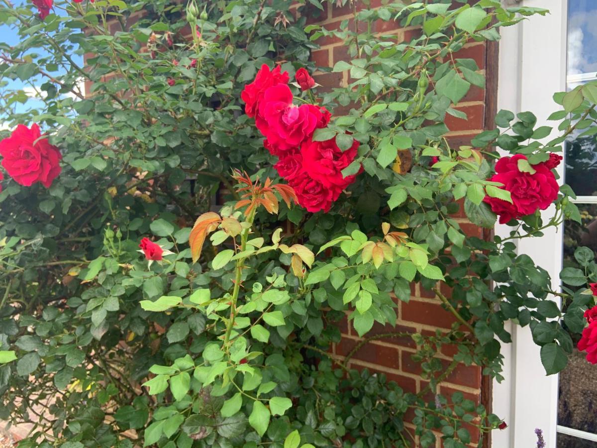 Rose Cottage Rye Eksteriør billede